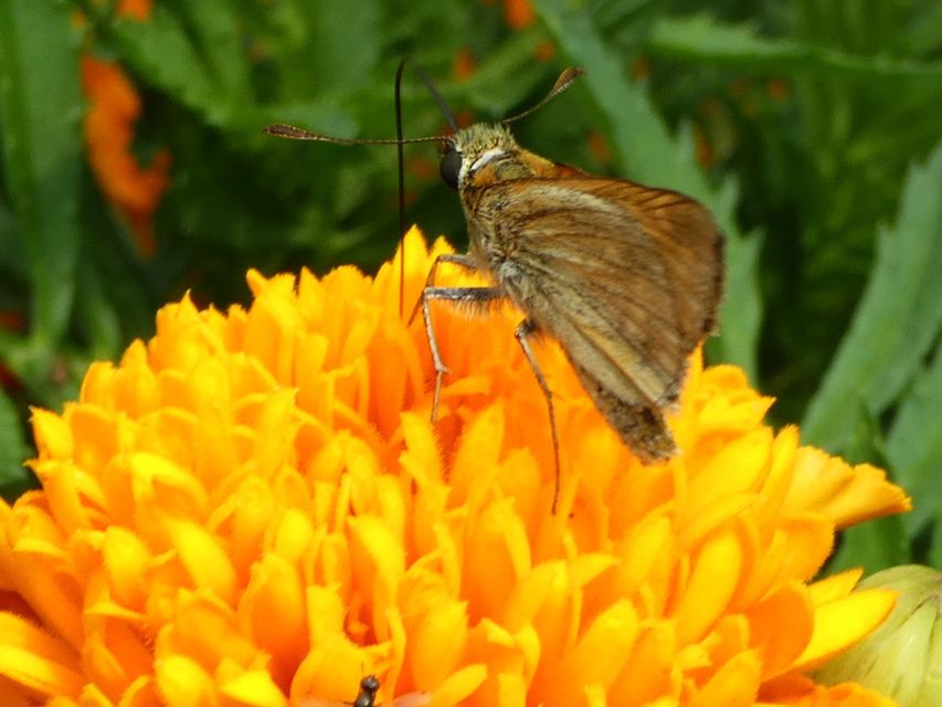 Ochlodes sylvanus - erdei busalepke