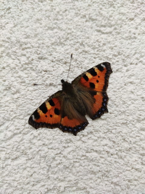 Nymphalis urticae - kis rókalepke