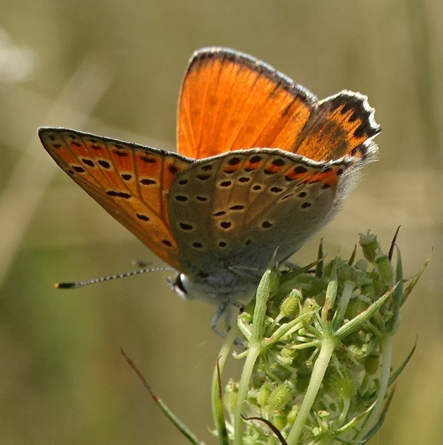 Lycaena thersamon - kis tűzlepke