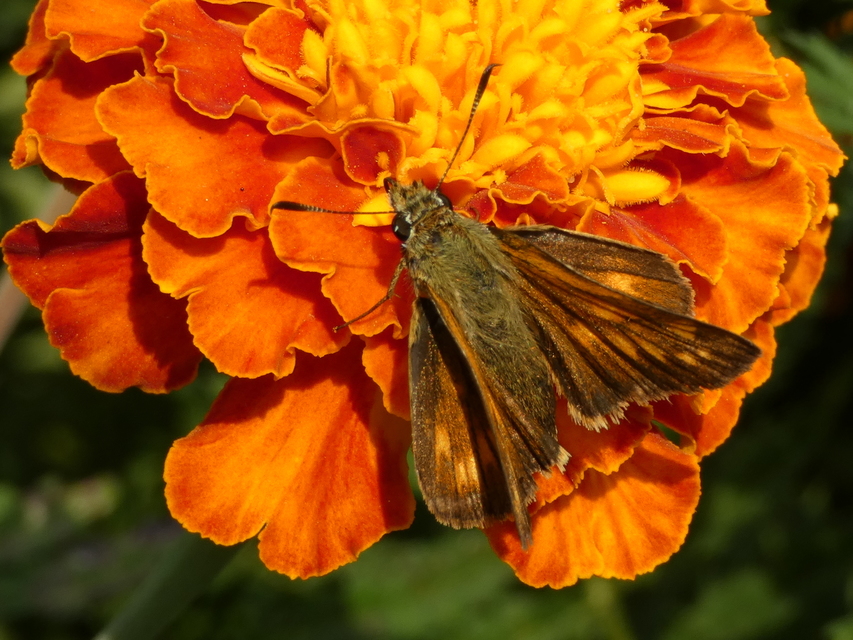 Ochlodes sylvanus - erdei busalepke