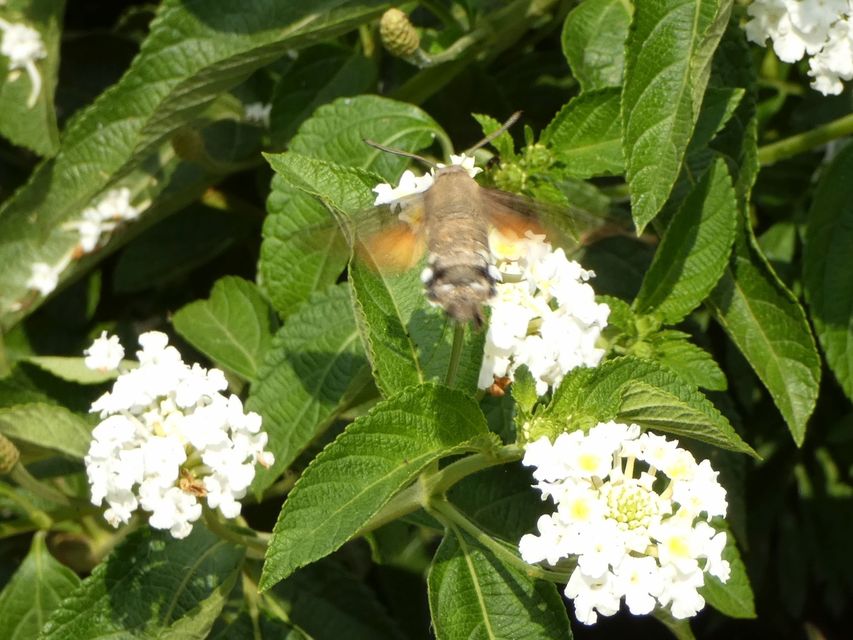 Macroglossum stellatarum - kacsafarkú szender