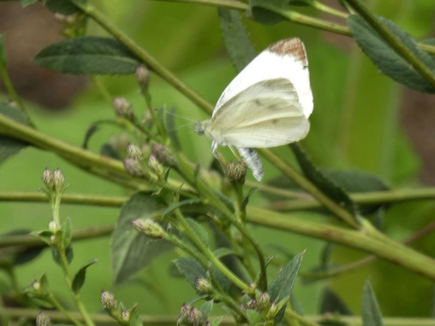 Pieris rapae - répalepke