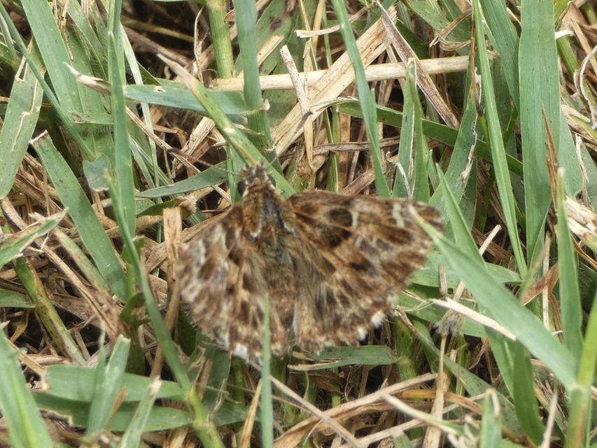 Carcharodus alceae - mályva-busalepke