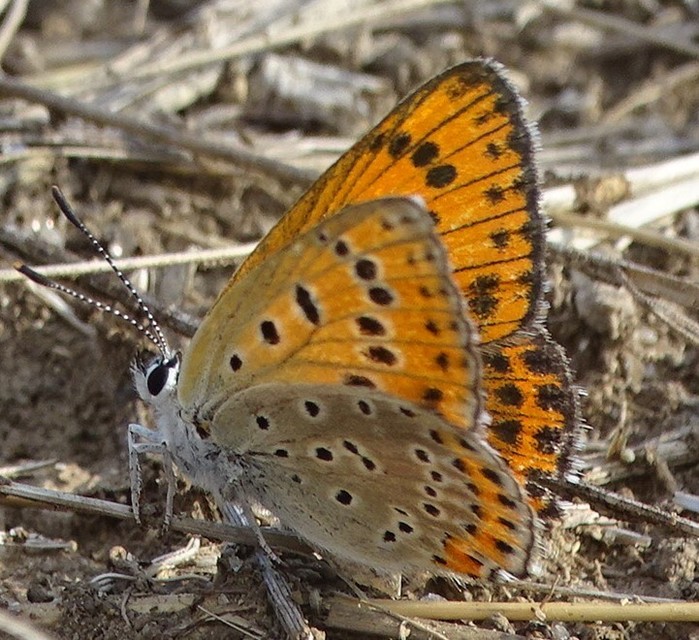 Lycaena thersamon - kis tűzlepke