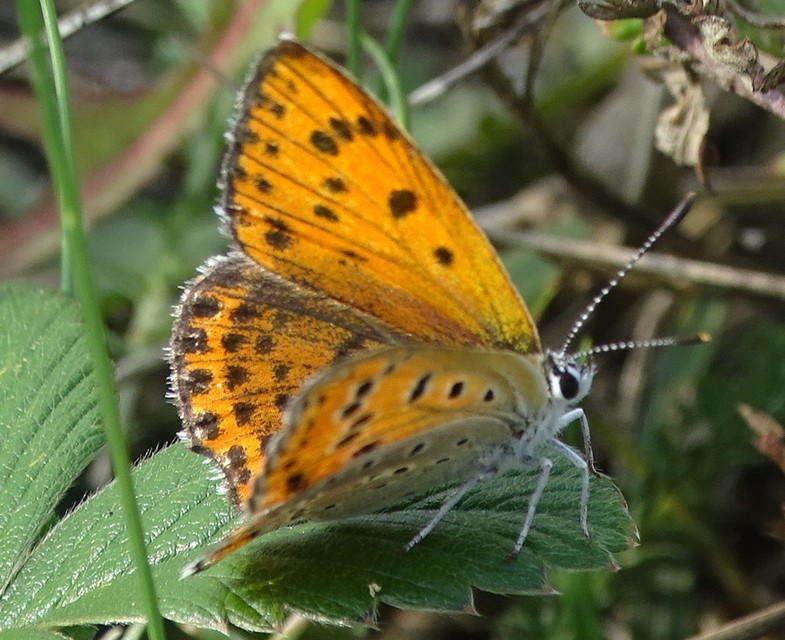 Lycaena thersamon - kis tűzlepke