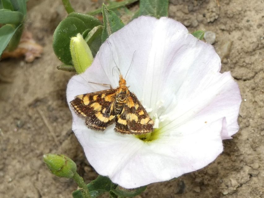 Pyrausta