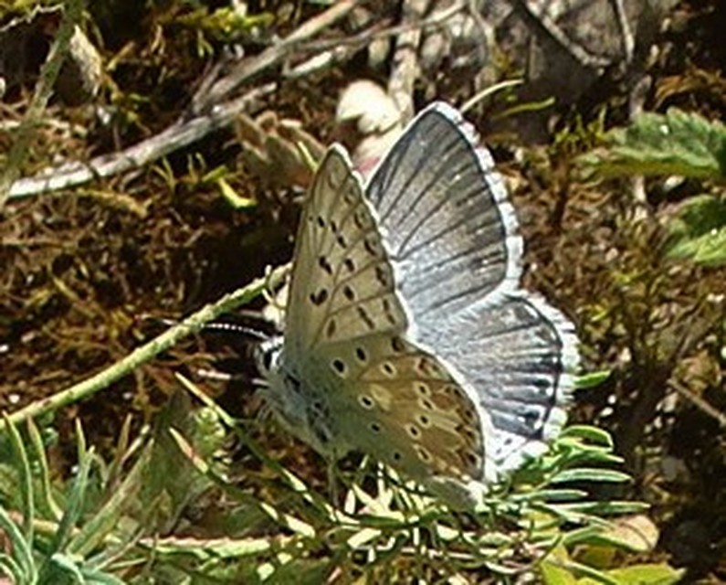 Polyommatus coridon - ezüstkék boglárka