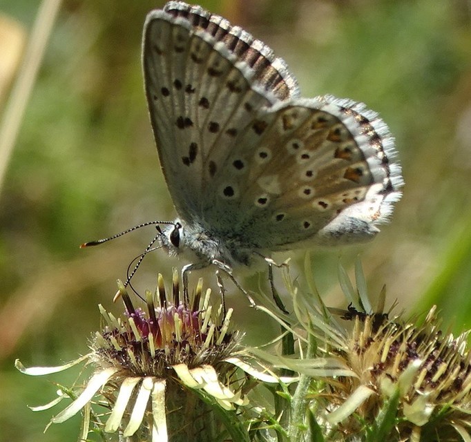 Polyommatus coridon - ezüstkék boglárka