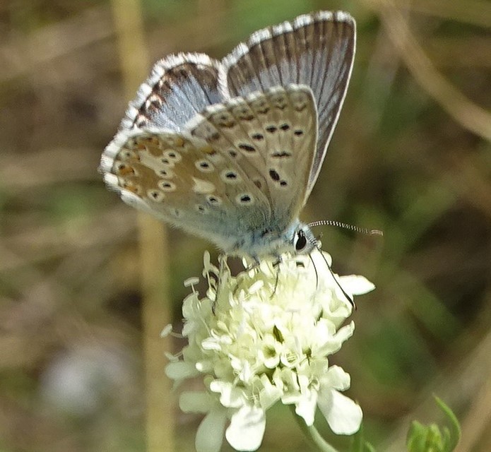 Polyommatus coridon - ezüstkék boglárka