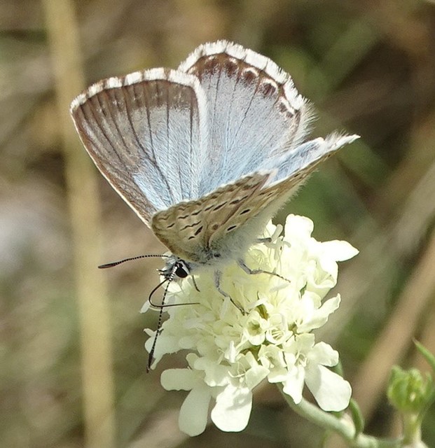 Polyommatus coridon - ezüstkék boglárka