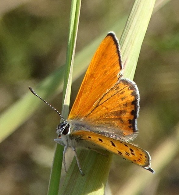 Lycaena thersamon - kis tűzlepke