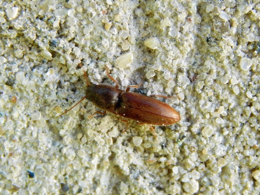 Elateridae - pattanóbogárfélék