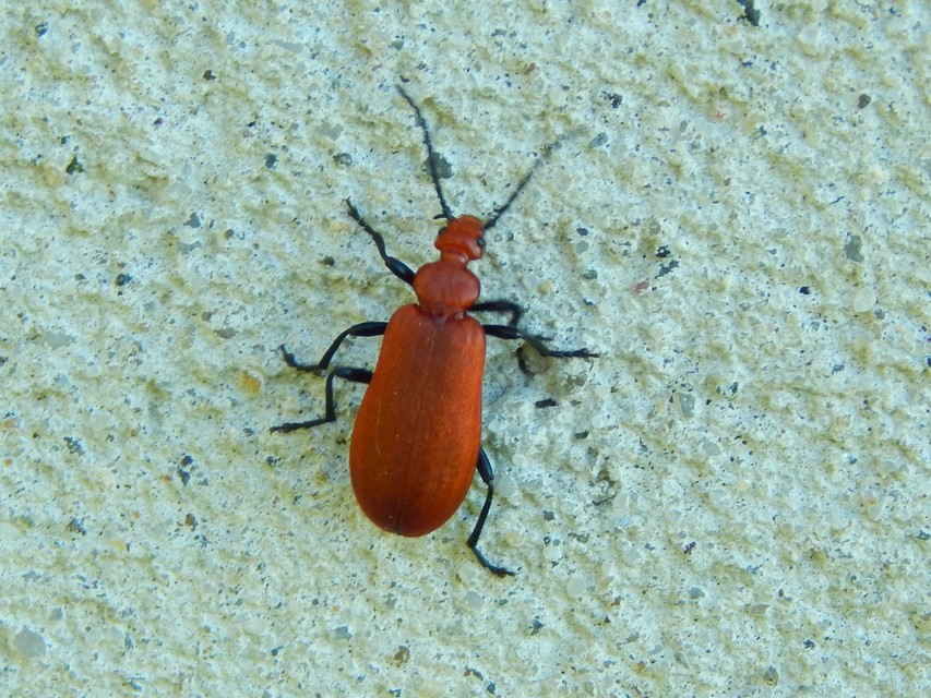 Pyrochroa serraticornis - közép-bíborbogár