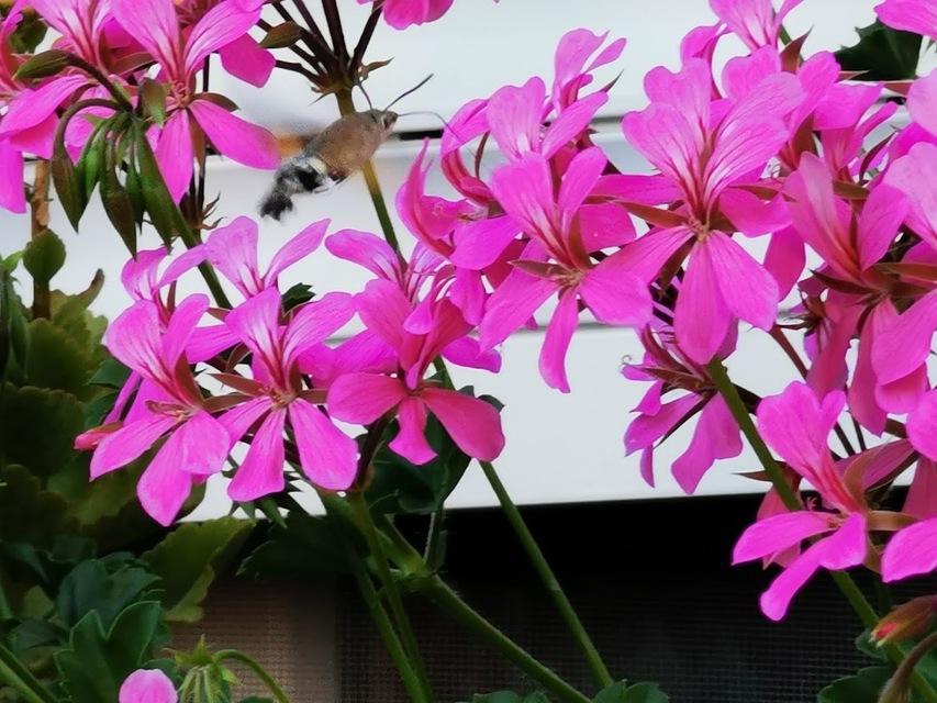 Macroglossum stellatarum - kacsafarkú szender