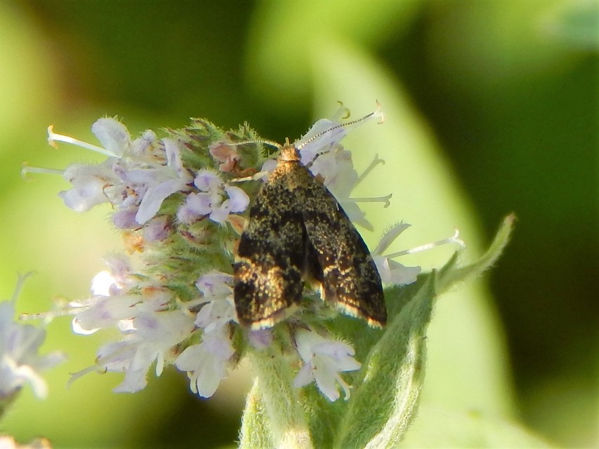 Anthophila fabriciana - lápréti levélmoly