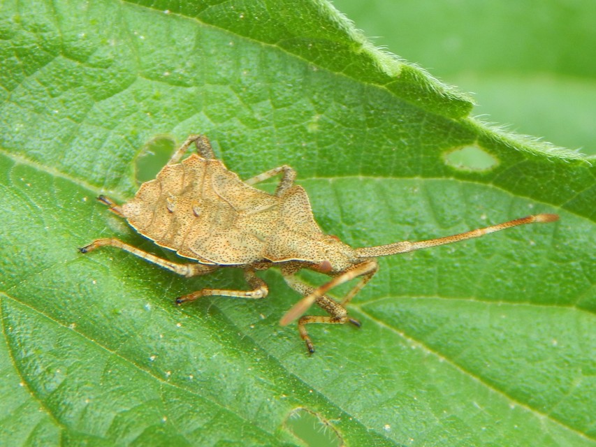 Coreus marginatus - közönséges karimáspoloska