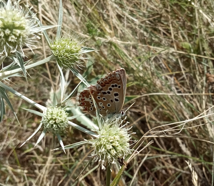 Polyommatus coridon - ezüstkék boglárka