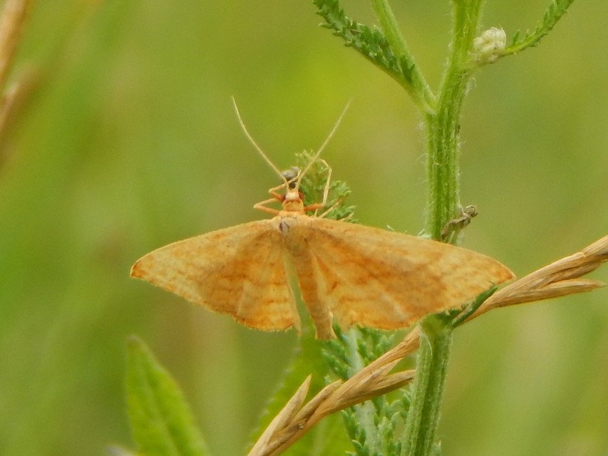 Idaea