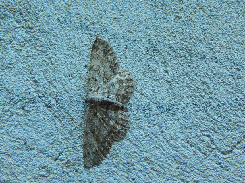 Hypomecis punctinalis - pettyes faaraszoló