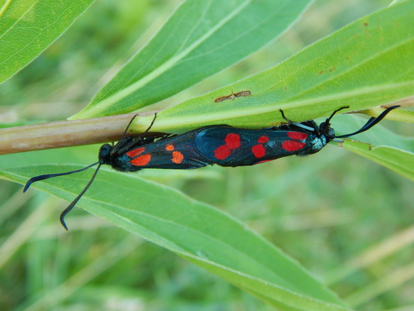 Zygaena filipendulae - acélszínű csüngőlepke