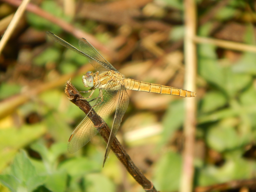 Orthetrum brunneum - pataki pásztorszitakötő