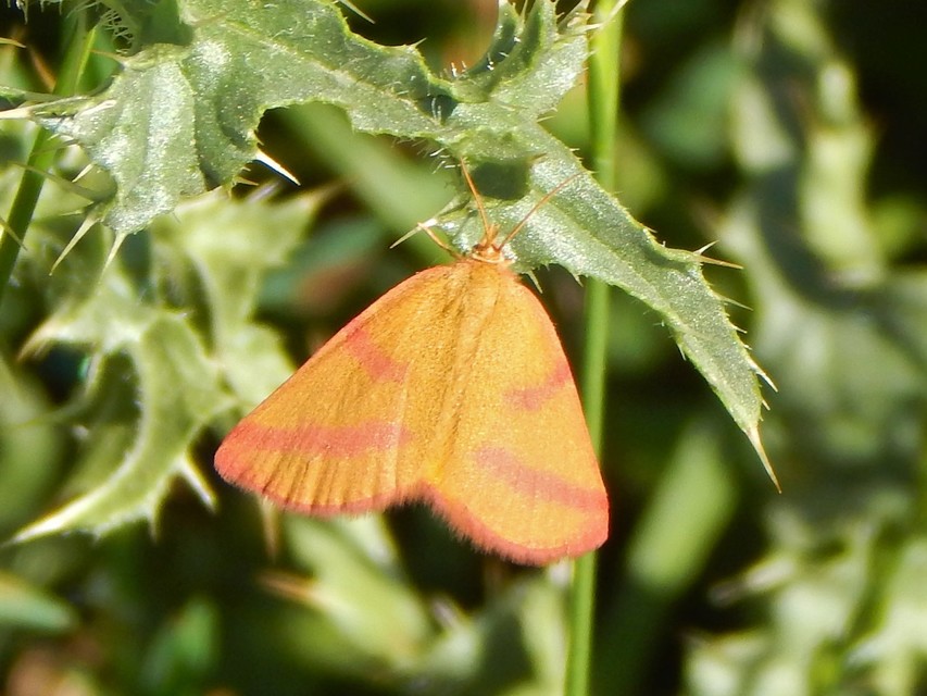 Lythria purpuraria - bíborsávos araszoló