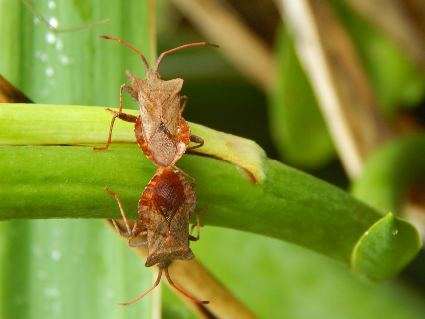Coreus marginatus - közönséges karimáspoloska