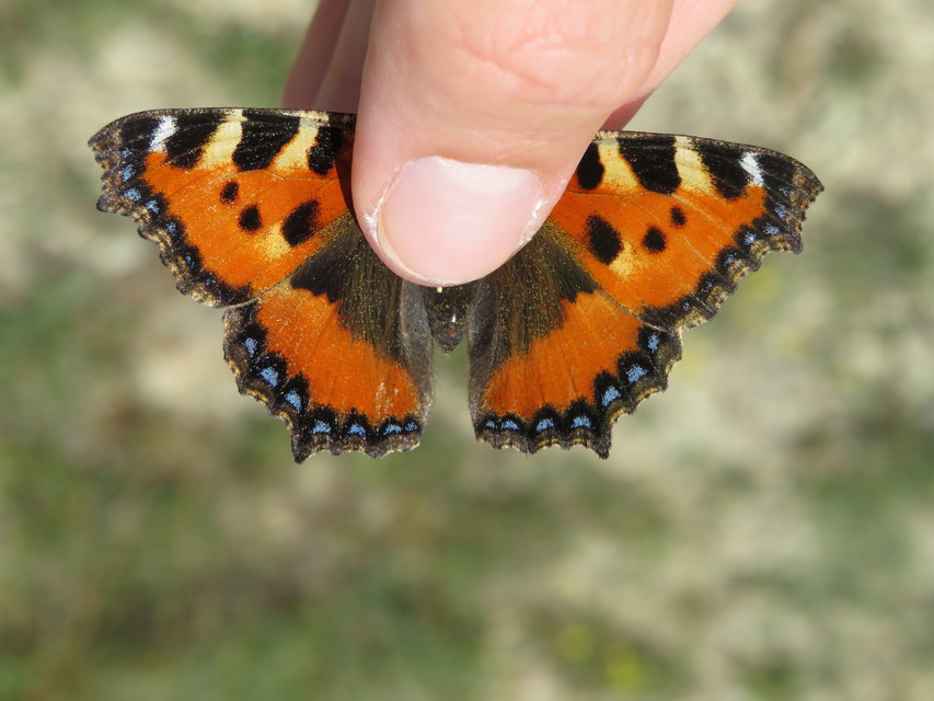 Nymphalis urticae - kis rókalepke