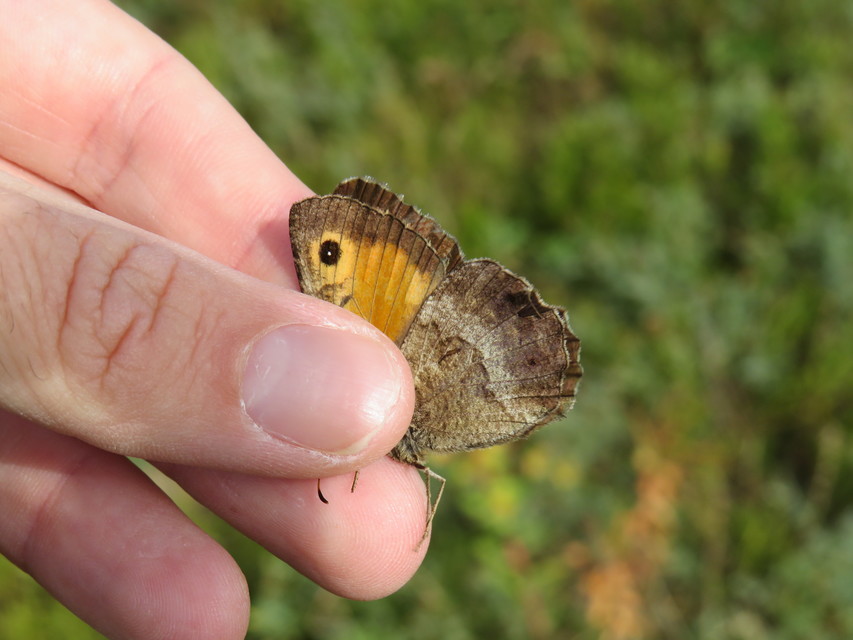 Arethusana arethusa - közönséges szemeslepke