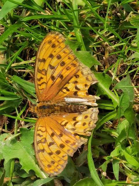Argynnis adippe - ezüstös gyöngyházlepke