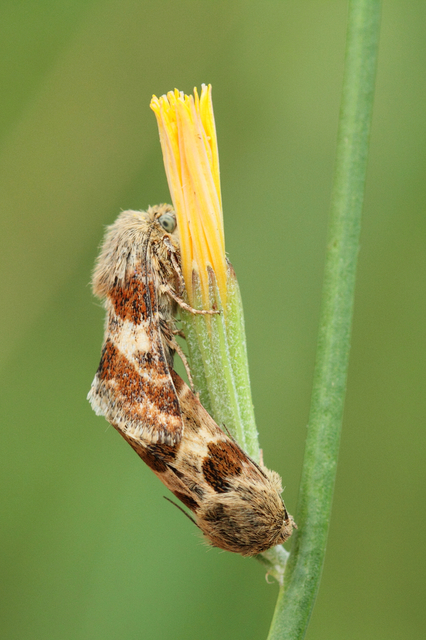 Schinia cognata - nyúlparéj-nappalibagoly