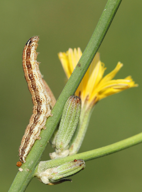 Schinia cognata - nyúlparéj-nappalibagoly