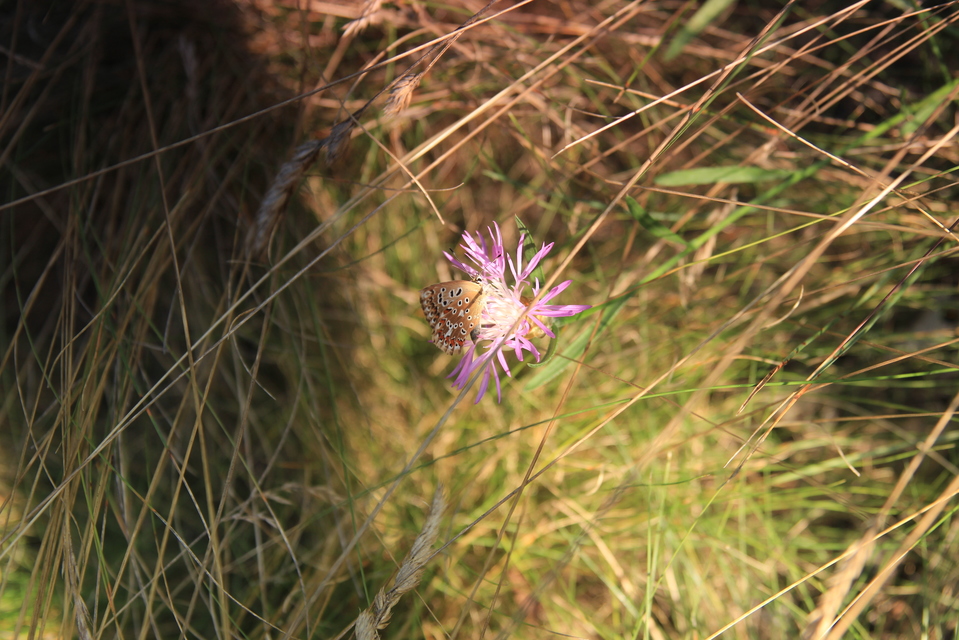 Polyommatus coridon - ezüstkék boglárka