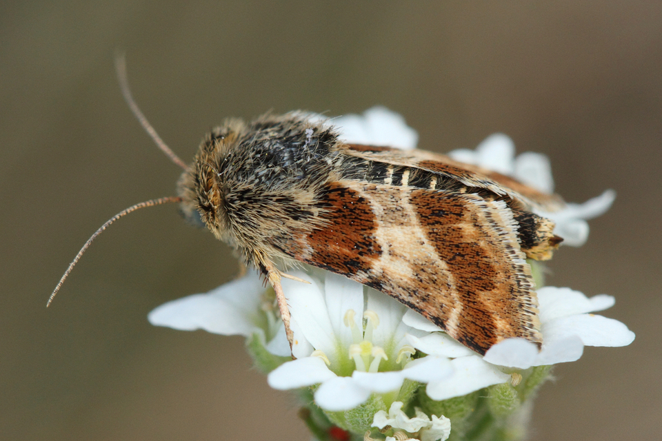 Schinia cognata - nyúlparéj-nappalibagoly