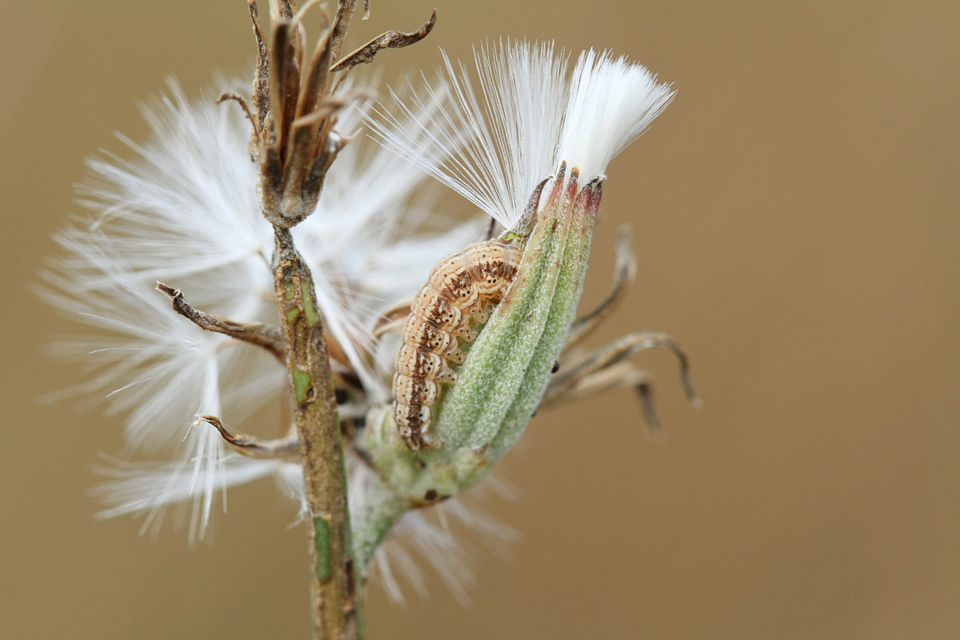 Schinia cognata - nyúlparéj-nappalibagoly