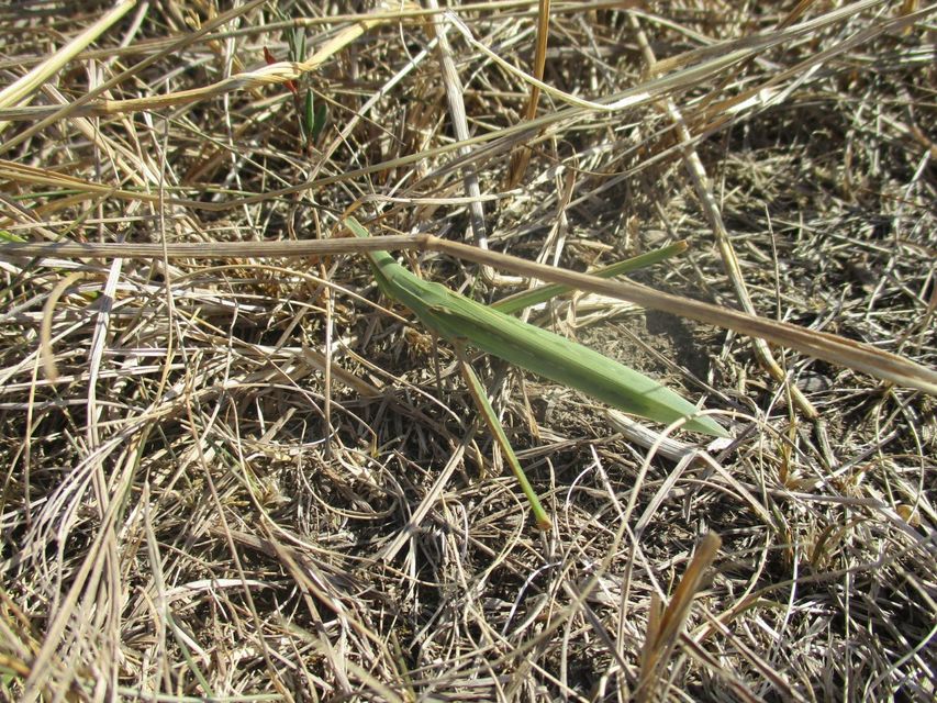 Acrida ungarica - sisakos sáska