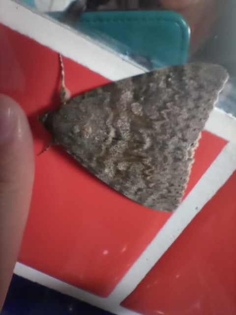 Catocala elocata - közönséges övesbagoly