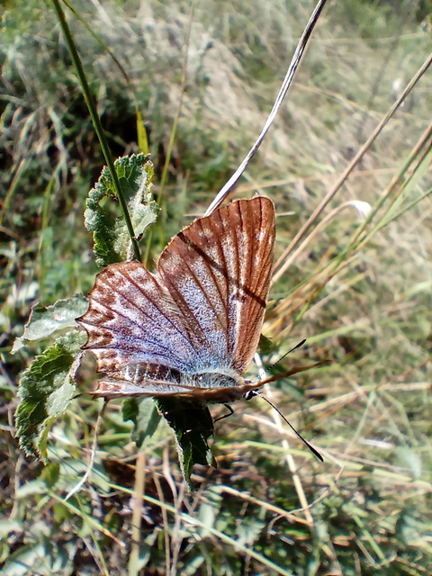 Polyommatus daphnis - csipkés boglárka