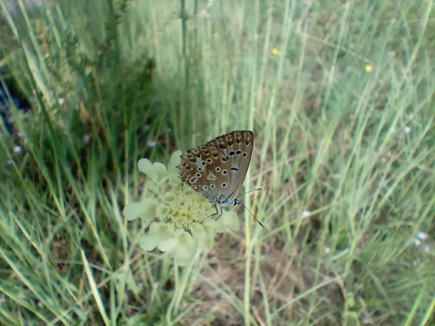 Polyommatus daphnis - csipkés boglárka