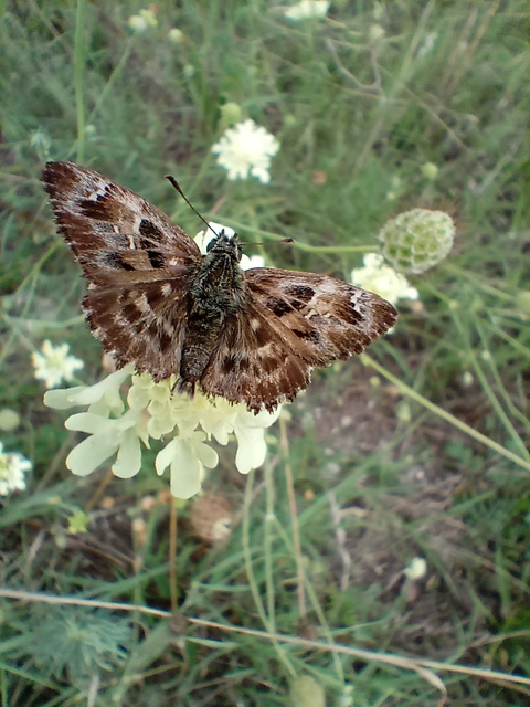Carcharodus alceae - mályva-busalepke