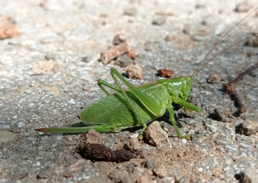 Tettigonia cantans - éneklő lombszöcske