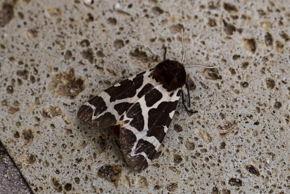 Arctia caja - közönséges medvelepke