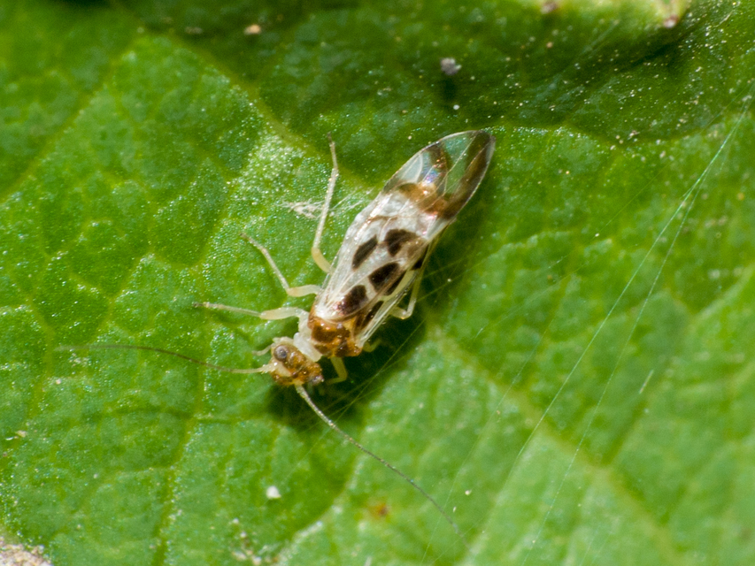 Graphopsocus cruciatus