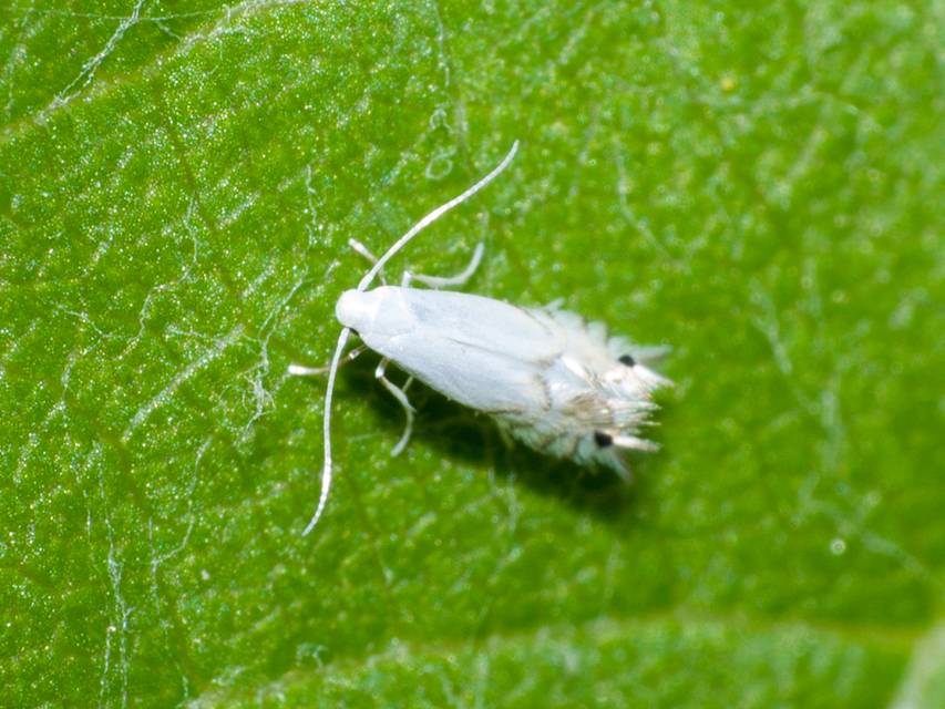 Phyllocnistis