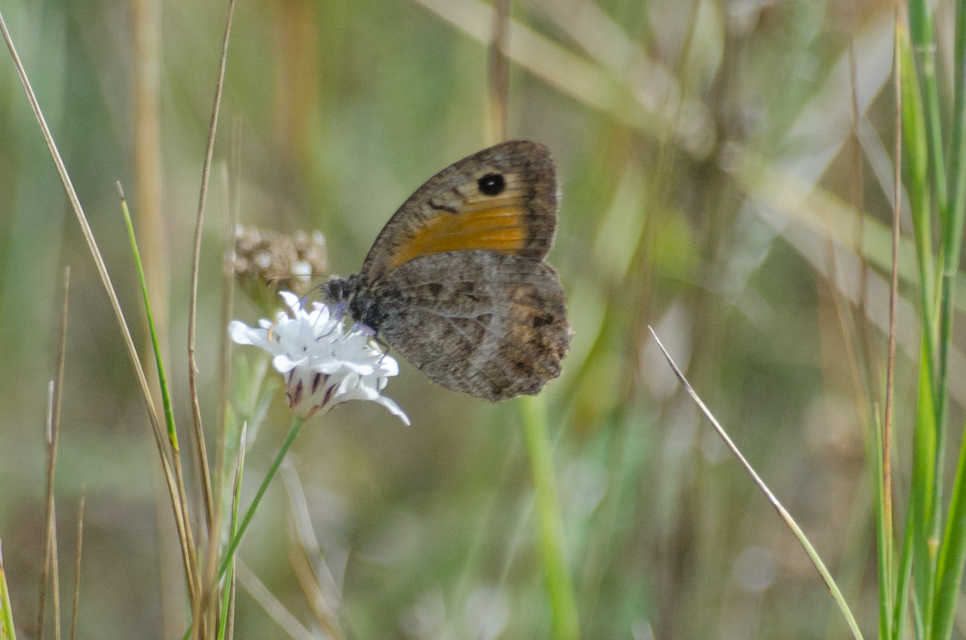 Arethusana arethusa - közönséges szemeslepke