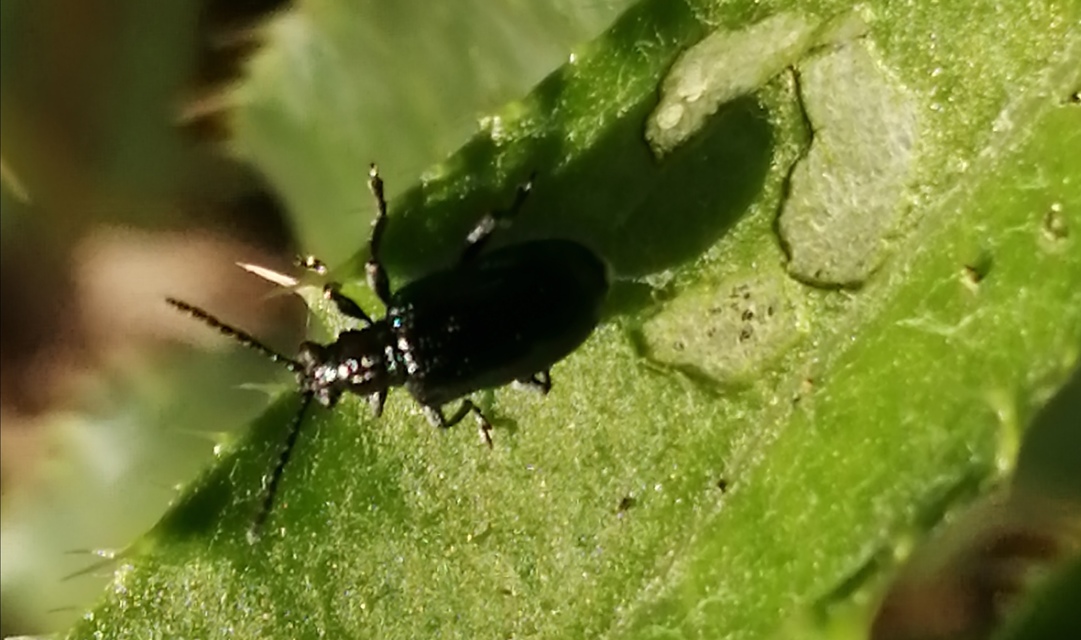 Lema cyanella - kék aszatbogár