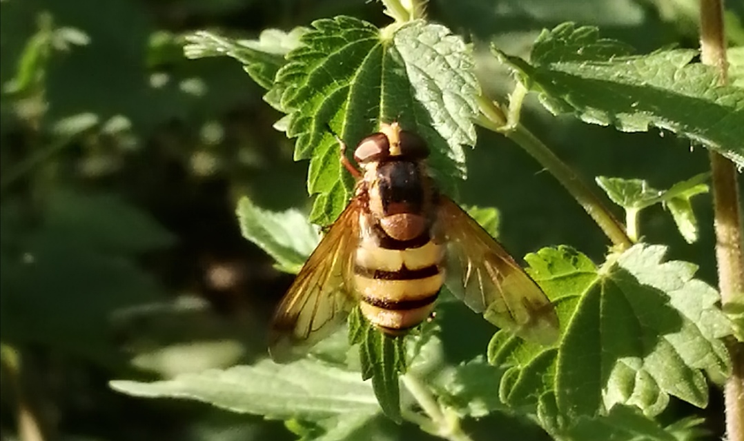 Volucella inanis - háromöves pihelégy