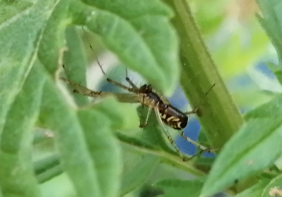 Linyphia triangularis - háromszöges vitorláspók