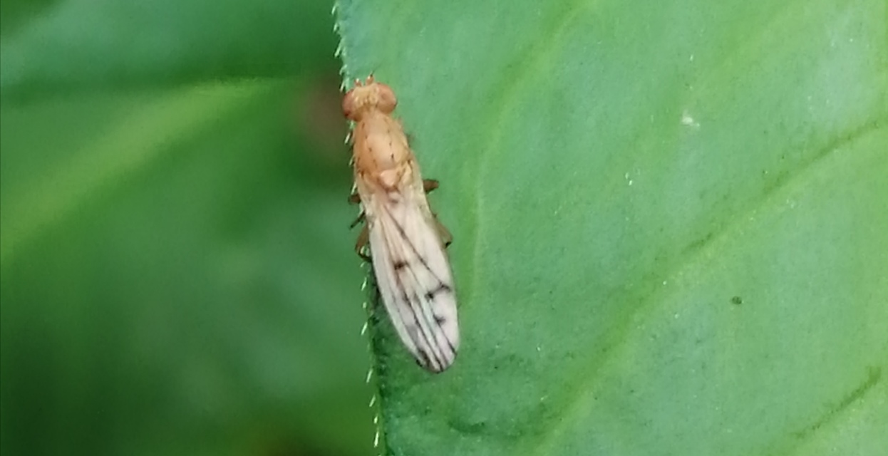 Opomyza florum