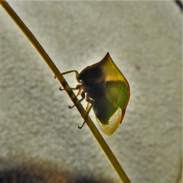 Stictocephala bisonia - bivalykabóca